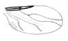 Scatopsoidea online